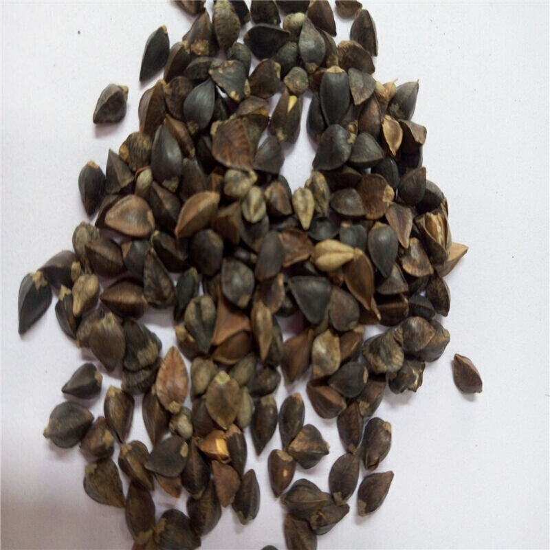 萌肉居荞麦种子别称甜荞乌麦三角麦花荞荞子农用药材种子100g