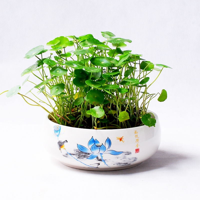 铜钱草盆栽室内水培植物土培花卉桌面盆景办公室古达绿植