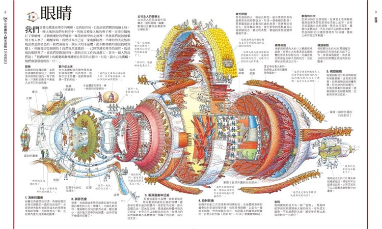 [正版] DK不可思议的人体大探险3D透视版横向剖面×透视拉页 22 理查.普雷特 和平国际 进口原版高清大图
