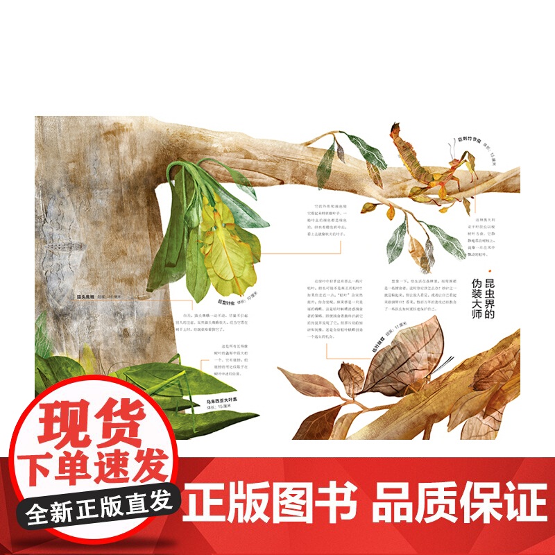 昆虫百分百高清大图