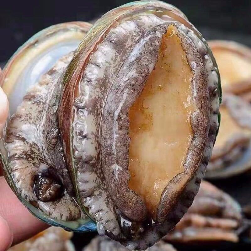 赛卡伊新鲜大鲍鱼纯鲜活鲍鱼活体当日海捕新鲜水产贝类