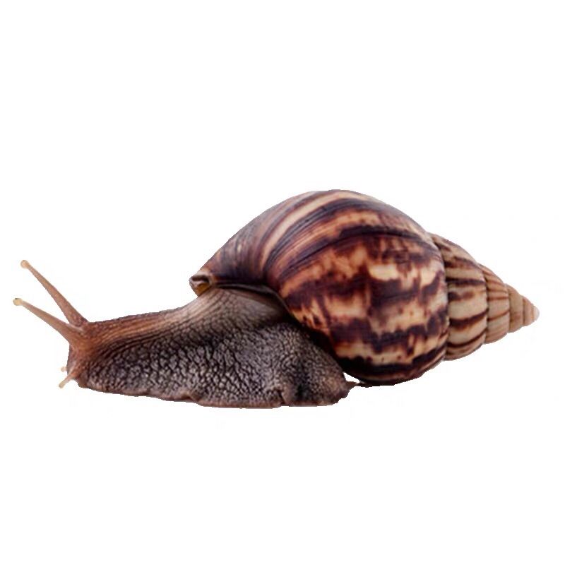 2-4厘米1只送1只备损 仅蜗牛 非洲大蜗牛蜗牛活物