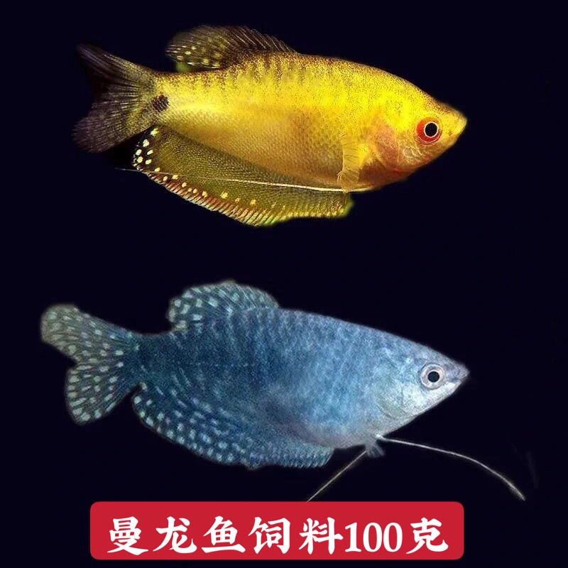 好养活观赏鱼曼龙鱼五彩丽丽鱼活体热带鱼新人练手鱼不打氧万龙鱼【9月25日发完】 曼龙鱼饲料