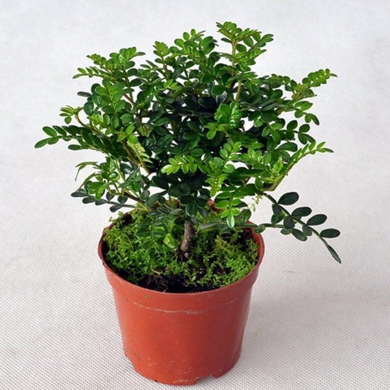 清香木盆栽驱蚊草胡椒木室内植物緑植客厅盆景树桩四季盆栽办公桌 清香木20厘米高 不含盆