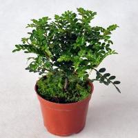 清香木盆栽驱蚊草胡椒木室内植物緑植客厅盆景树桩四季盆栽办公桌 清香木20厘米高 不含盆