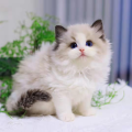 麦比佳MOBIUS 布偶猫 纯种布偶宠物猫咪活体幼崽 长毛猫 网红仙女猫猫 双血统赛级名猫海豹双色蓝双重点色蓝眼睛有视频