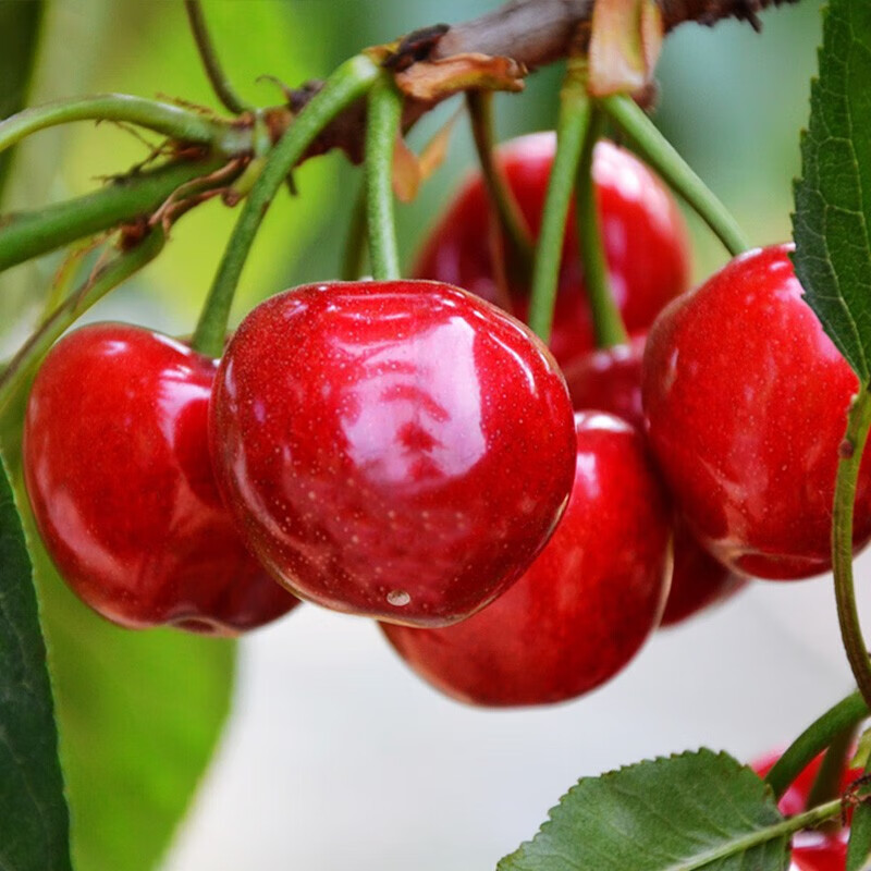 鲜木顺丰直达国产车厘子山东大樱桃新鲜时令水果孕妇水果美早樱桃4j