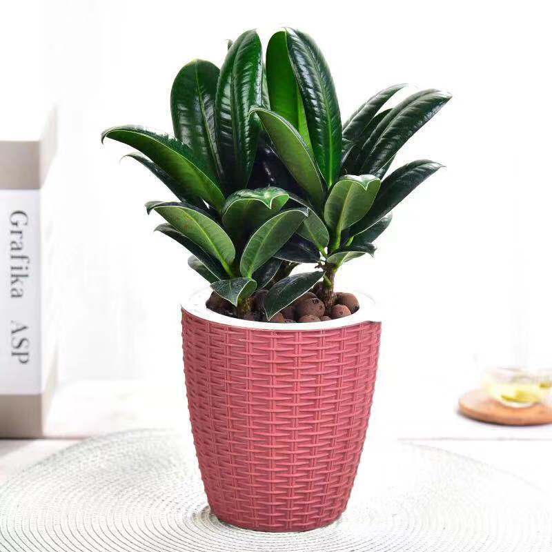 室内净化空气植物(适合室内养的净化空气的绿植) - 0415花卉网