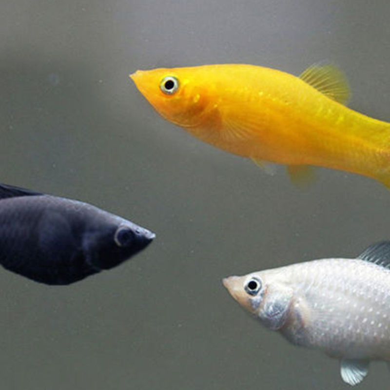 观赏鱼胎生下崽鱼皮球玛丽鱼玛丽鱼曼龙鱼热带鱼宠物鱼活体2cm小玛丽