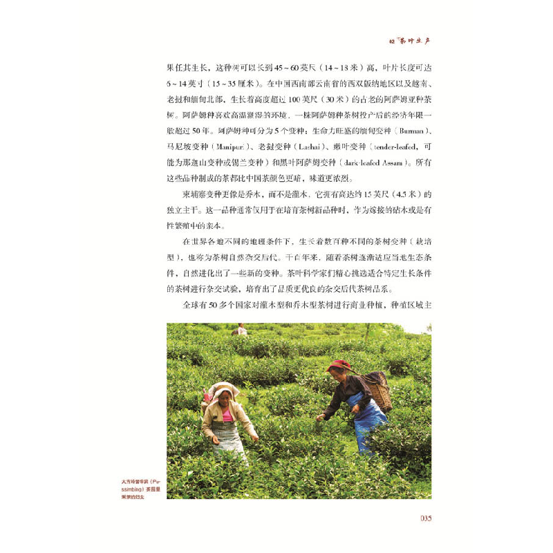 正版新书]茶行世界:环球茶旅指南简·佩蒂格鲁中国科学技术出版社高清大图