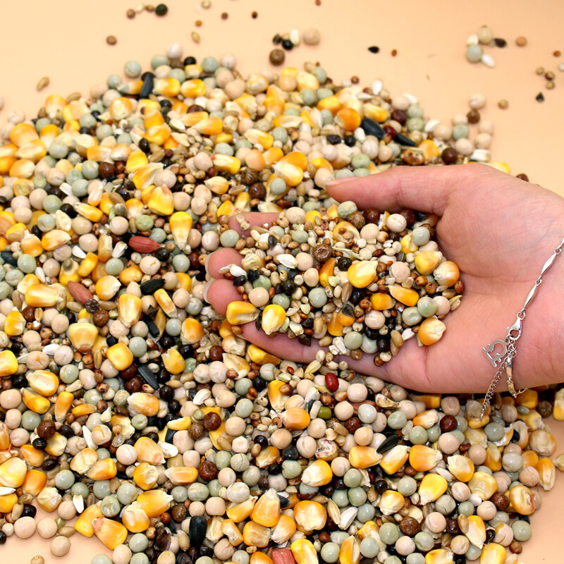 鸽子粮鸽子饲料鸽粮原粮赛鸽信鸽带玉米豌豆鸽料成鸽鸽子食物饲料参数