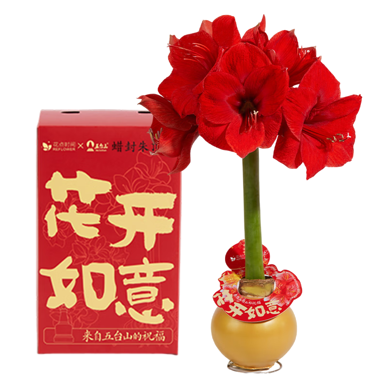 花点时间蝴蝶兰盆栽花卉新年装饰 [朱顶红蜡球]礼盒款-红狮