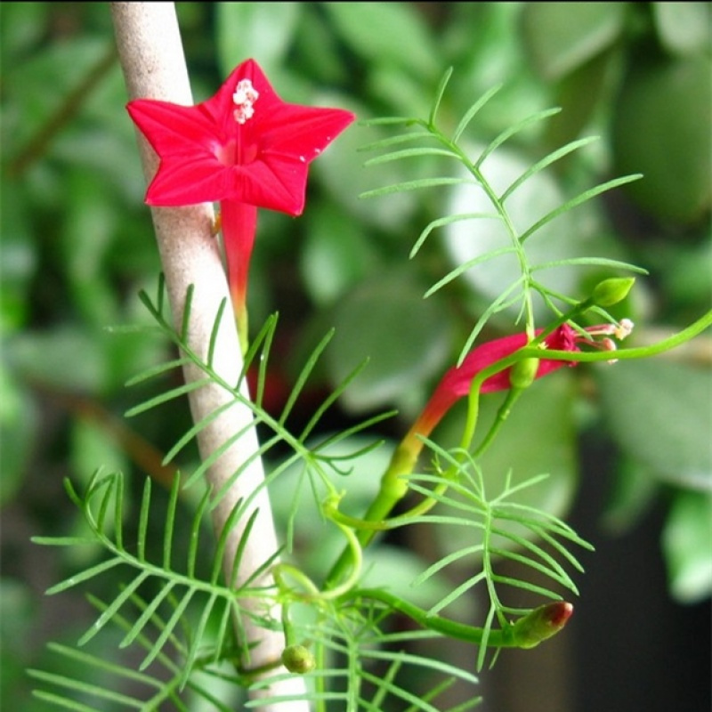花种子茑萝五角星花种四季易种活爬藤花卉羽叶茑萝易活阳台盆栽