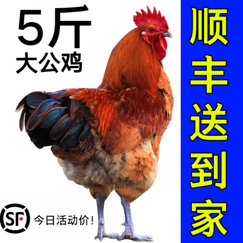 赛卡伊 大公鸡现杀土鸡公鸡散养公鸡老公鸡新鲜鸡肉土公鸡大公鸡整鸡 活鸡现杀 炖肉料包 宰杀后净重3斤[很好吃]