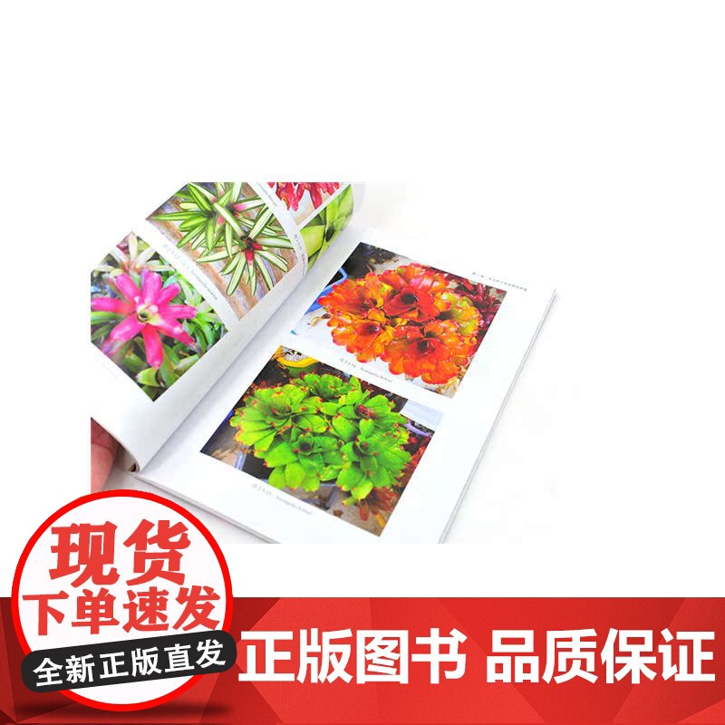 家居新宠——绚丽多彩积水凤梨.黄福贵,任全进,李兆文 主编9787122341471高清大图