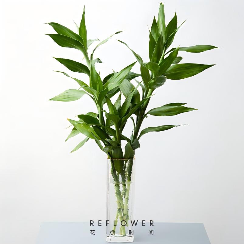 花点时间(Reflower) 竹报平安1束 富贵竹 (收到订单后的72h内发货)*高清大图