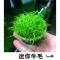 活体水草鱼缸造景前景草日本迷你牛毛正宗迷你牛毛牛毛毡无菌杯装 无菌迷你牛毛一杯(买二送一) 拆开种