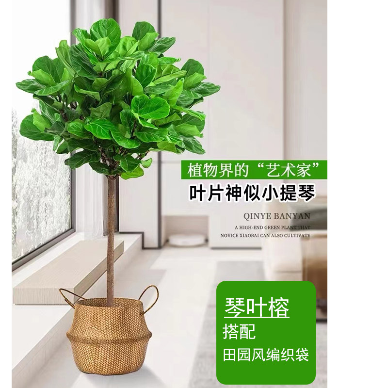 琴叶榕(1.4-1.5M)搭配简约白瓷盆高清大图