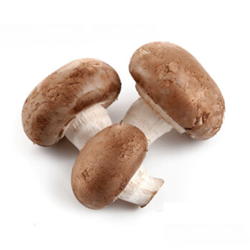 香菇新鲜湿香菇蘑菇菌菇蔬菜火锅涮菜炖汤鲜食用菌湿香菇现摘生鲜视频