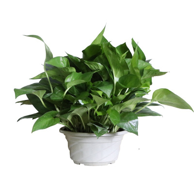 绿植套装(套)