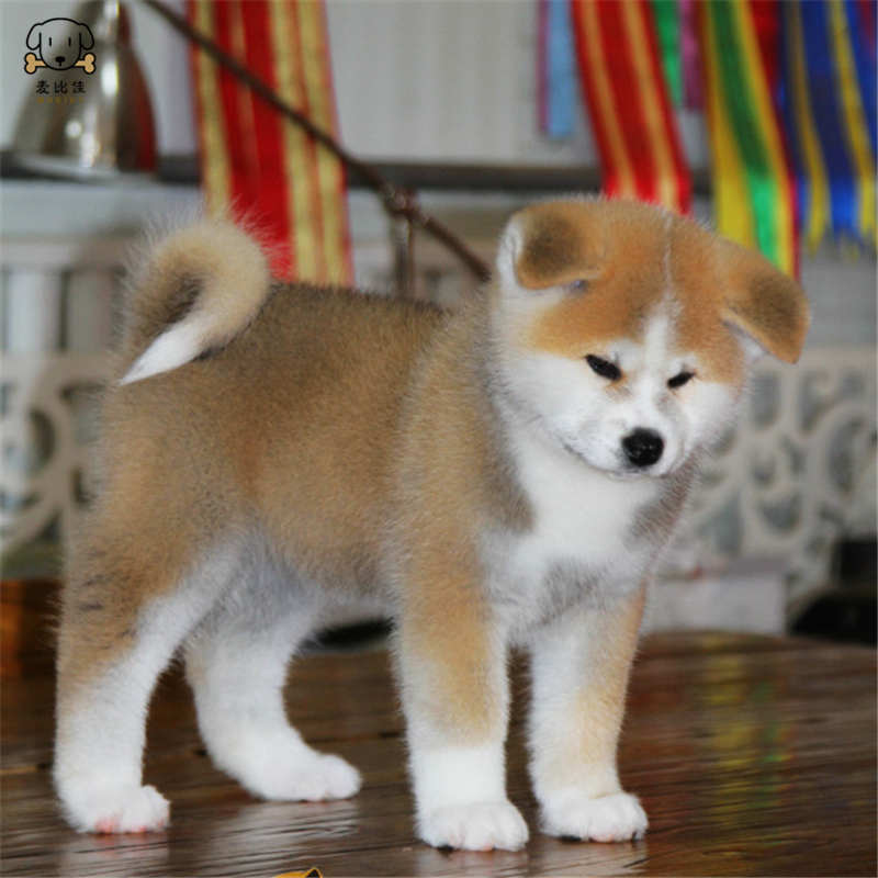 麦比佳 秋田犬 纯种秋田犬幼犬中大型秋田犬狗狗活体血统级精品日系秋田日本赛级秋田家庭犬视频挑选包健康秋田柴犬