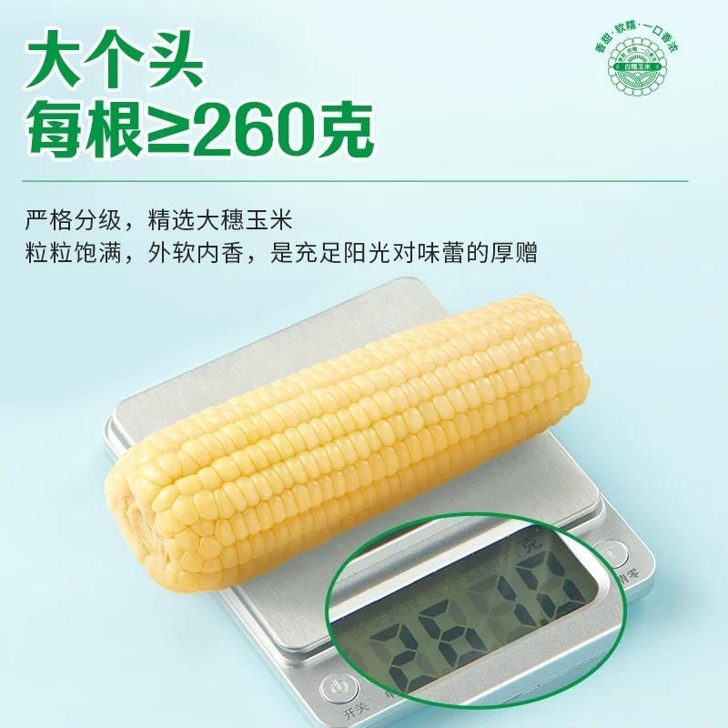 十月稻田 白糯玉米 4.16斤(260g*8根) 东北甜黏玉米棒 早餐苞米高清大图