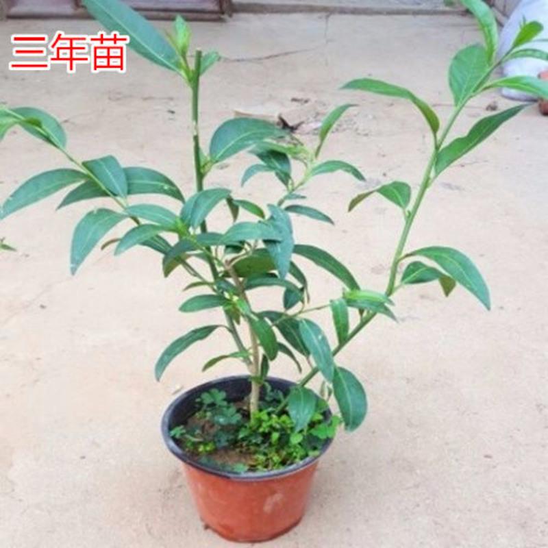 夜来香盆栽浓香型花卉夜来香树苗夏季秋季开花植物九里香四季常青 3年苗带分枝 当年开花 带原土发货 送肥料