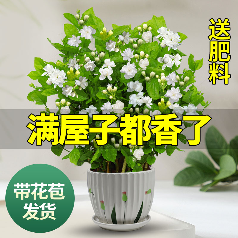 茉莉花苗盆栽带花苞九里香老桩驱蚊花卉植物室内浓香四季开花好养高清大图