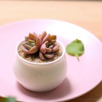 莱州格润 红粉佳人双头多肉植物组合盆栽肉肉植物绿植花卉不含花盆 红粉佳人双头（不含盆和土）