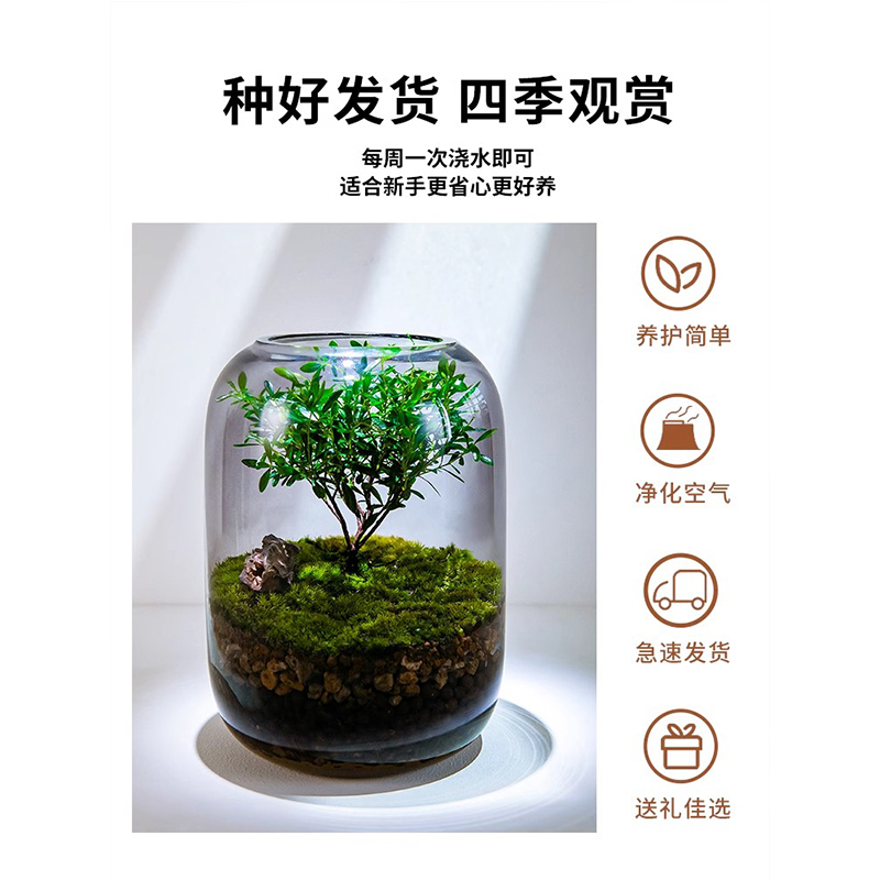 生命之树苔藓微景观创意桌面生态缸高清大图