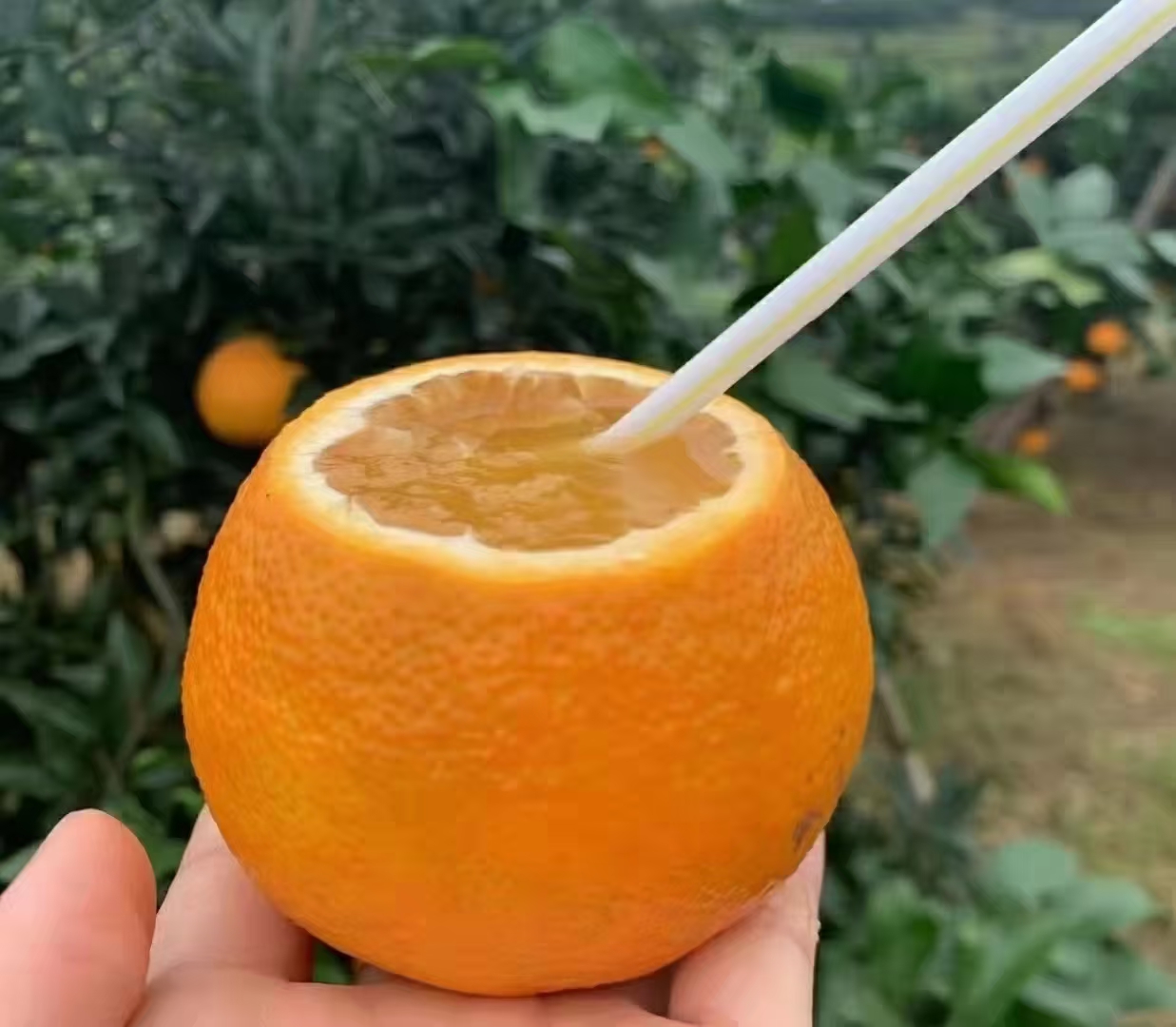 三峡中国脐橙之乡应季新鲜水果九月红爆汁橙9斤中果65-70MM/箱高清大图