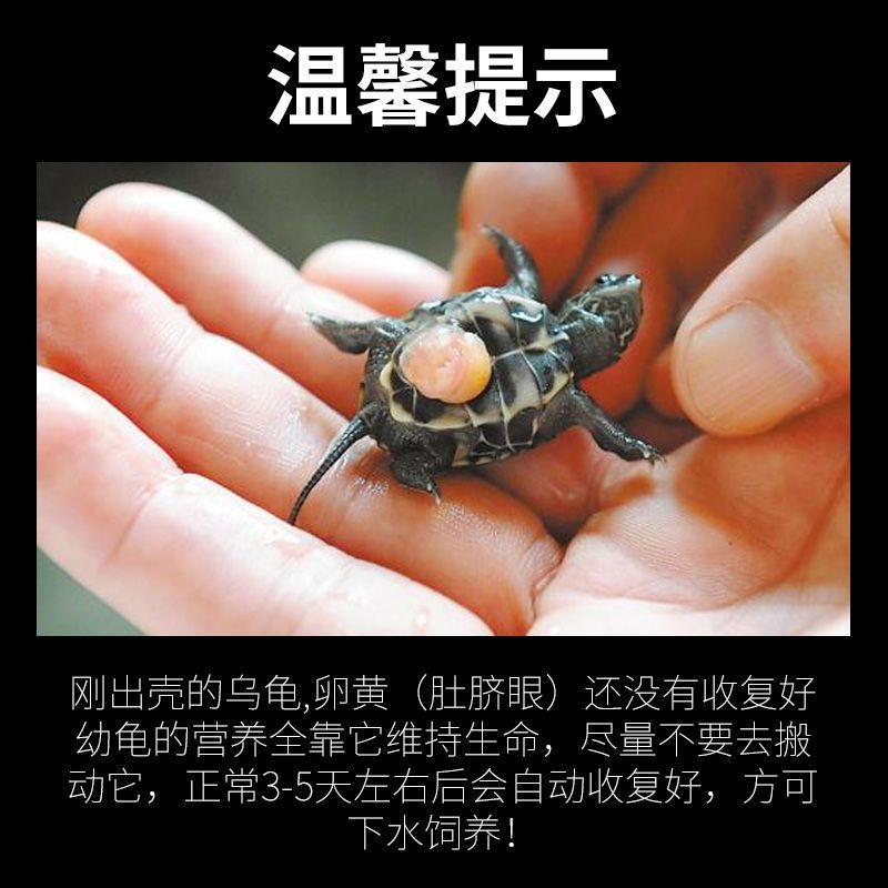 宠尚天可孵化乌龟蛋草龟蛋巴西龟蛋小乌龟活体宠物龟受精蛋活物可孵化