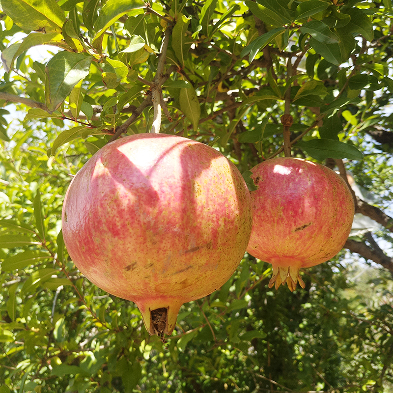 陕西临潼石榴新鲜水果当季甜石榴12枚大果礼盒装