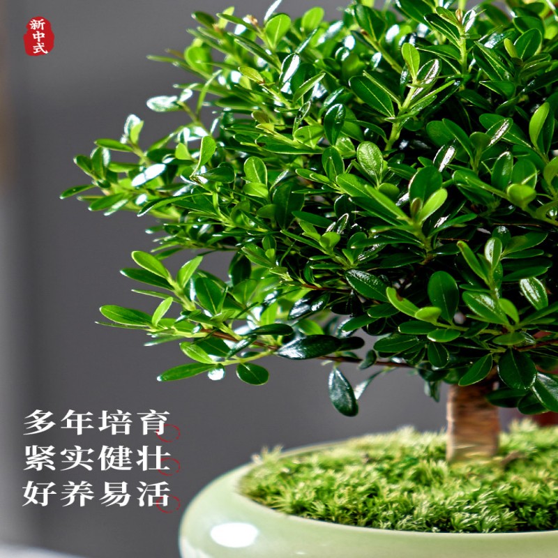 苏宁 龙云天盾 小叶赤楠盆栽老桩植物苔藓小叶赤楠+冰釉浅蓝陶瓷盆+肥料+送底托高清大图