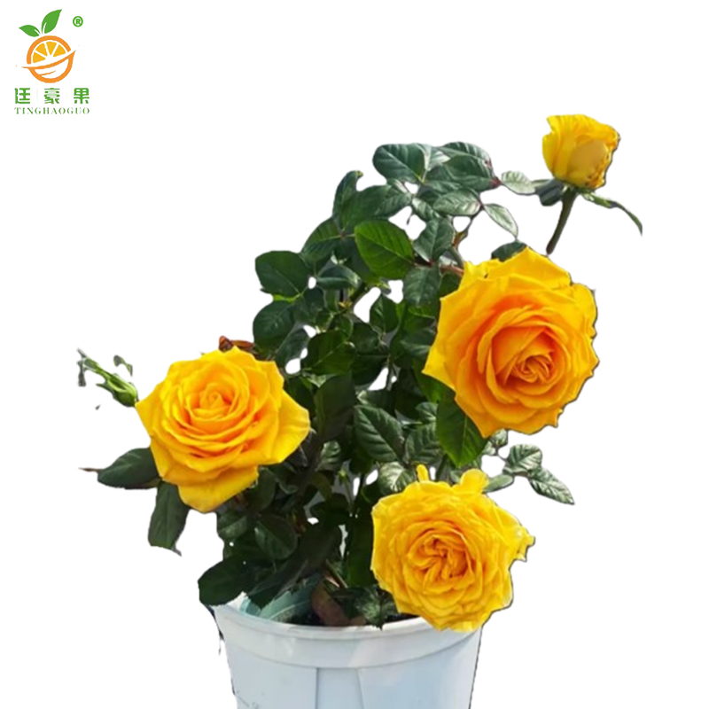 廷豪果 黄菊红 4-6分枝 /盆高清大图