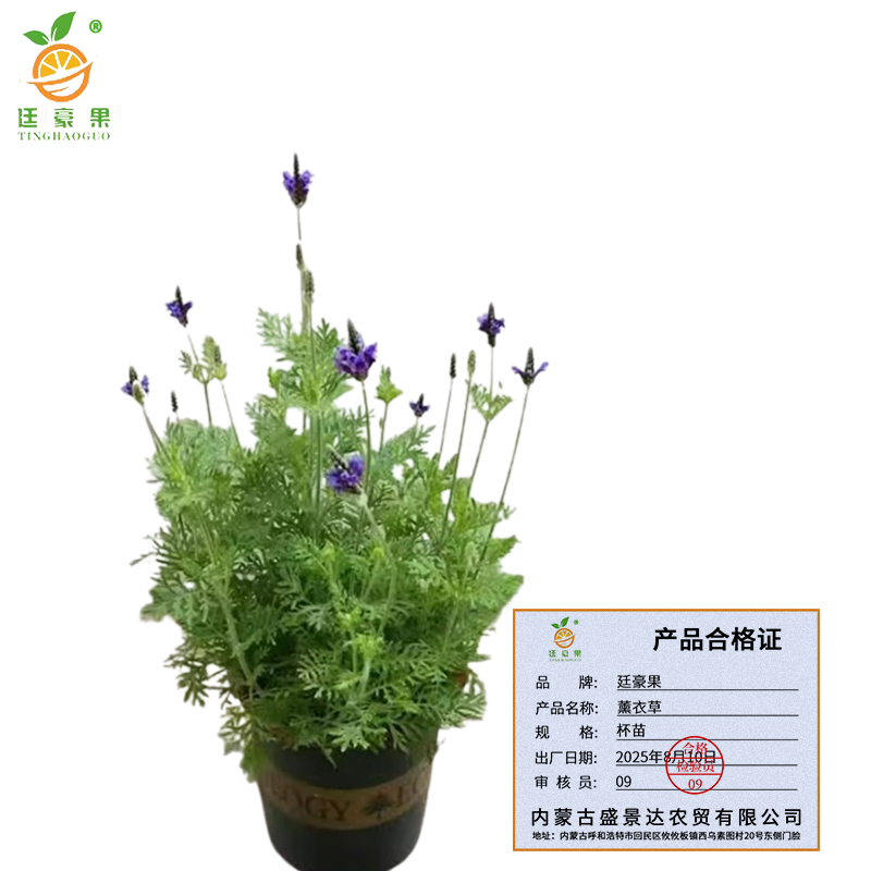 廷豪果 薰衣草 杯苗 /根高清大图