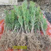 红豆杉树苗南方红豆杉曼地亚红豆杉树苗盆栽室内绿植绿化苗木曼地亚小盆栽公母一对不含盆