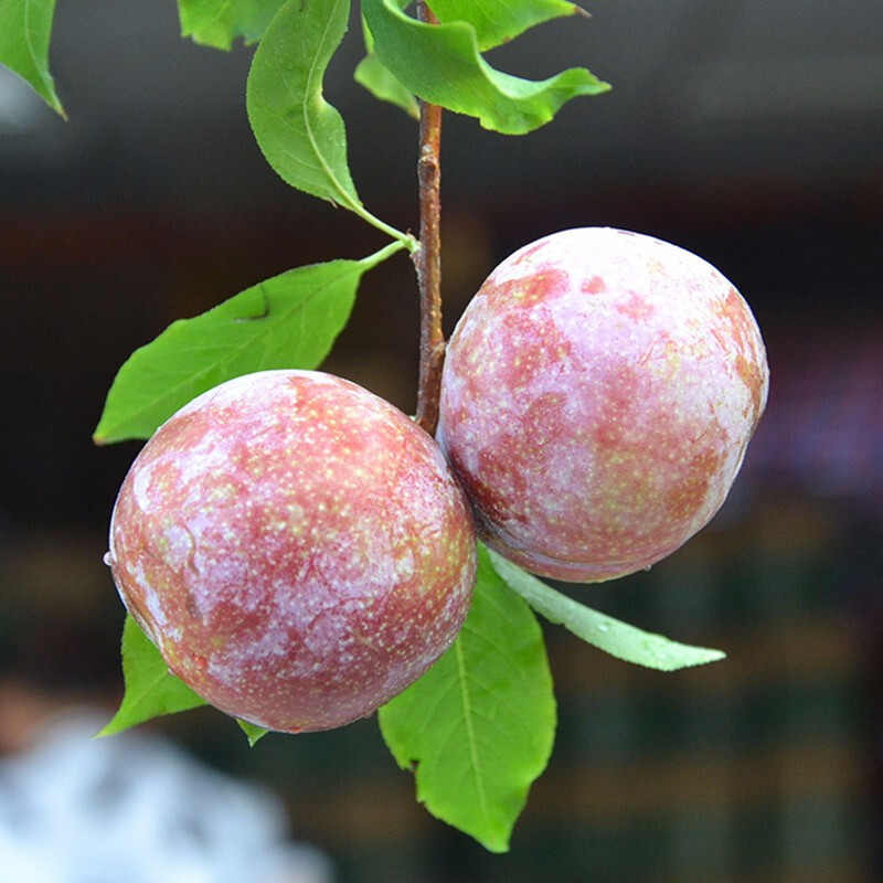 鲜木 古田芙蓉李子新鲜应季水果孕妇水果三华李现摘红心李脱骨李大果