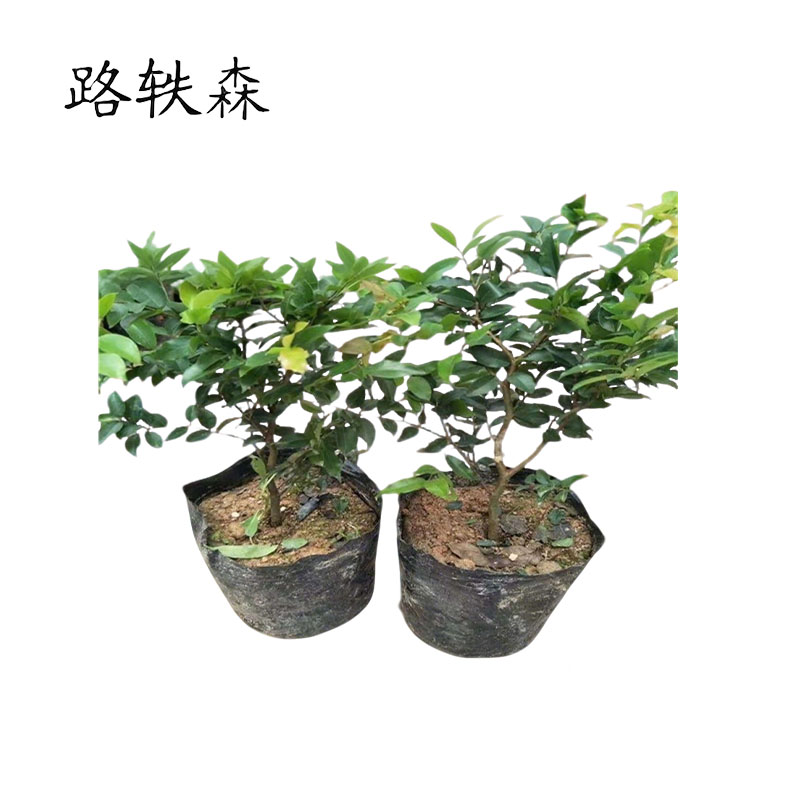 路轶森 嘉宝果高 1-1.5m 棵高清大图