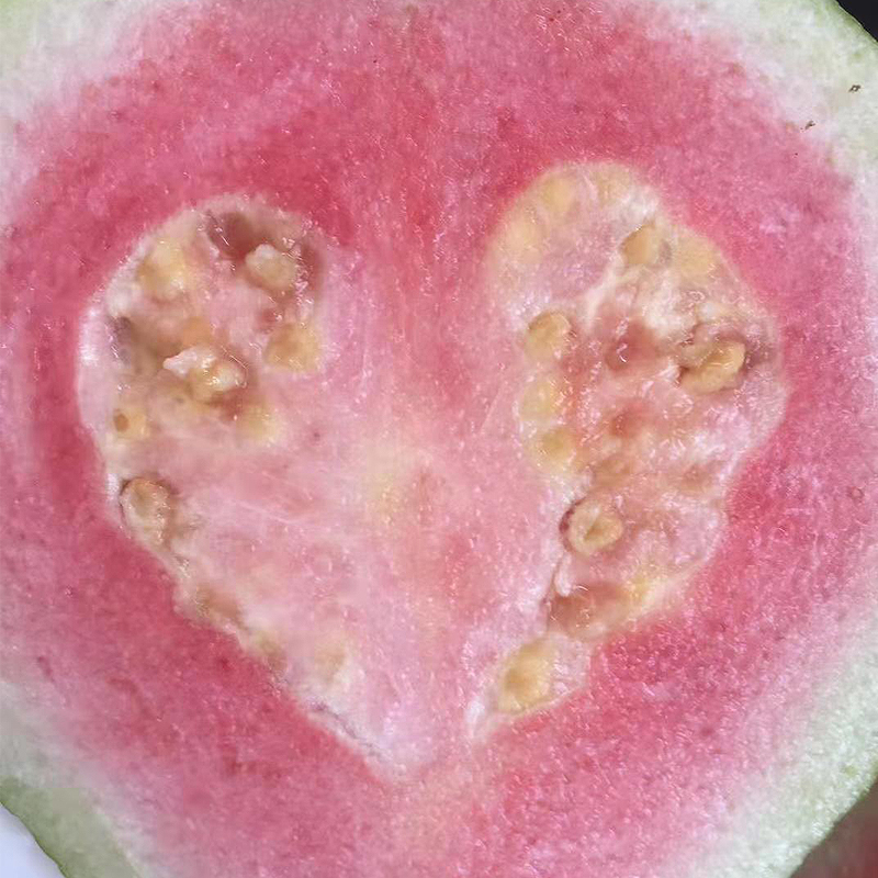 鲜贝达 红心芭乐5斤装[单果120g以上]新鲜水果番石榴热带水果甘甜多汁高清大图