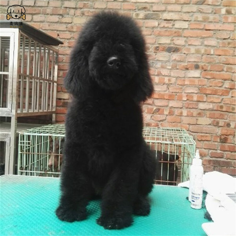 巨型贵宾犬幼犬狗狗活体 巨贵幼犬 纯种血统巨大型泰迪贵宾宠物狗 卷毛贵宾大型泰迪狗 健康保障视频挑选高清大图