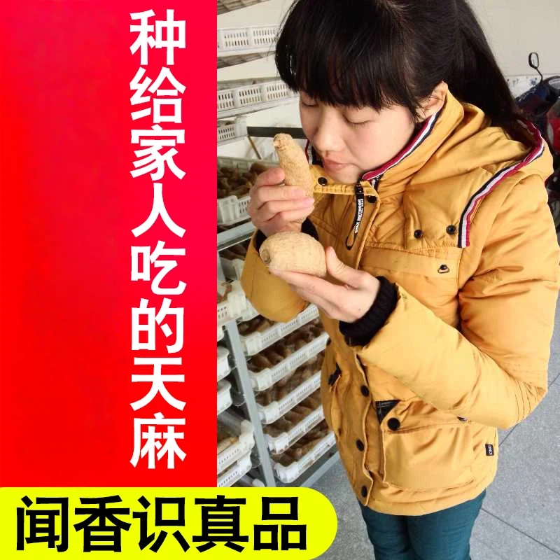 霍山野外天麻250克 非云南昭通小草坝天麻 可切天麻片免费磨天麻粉高清大图