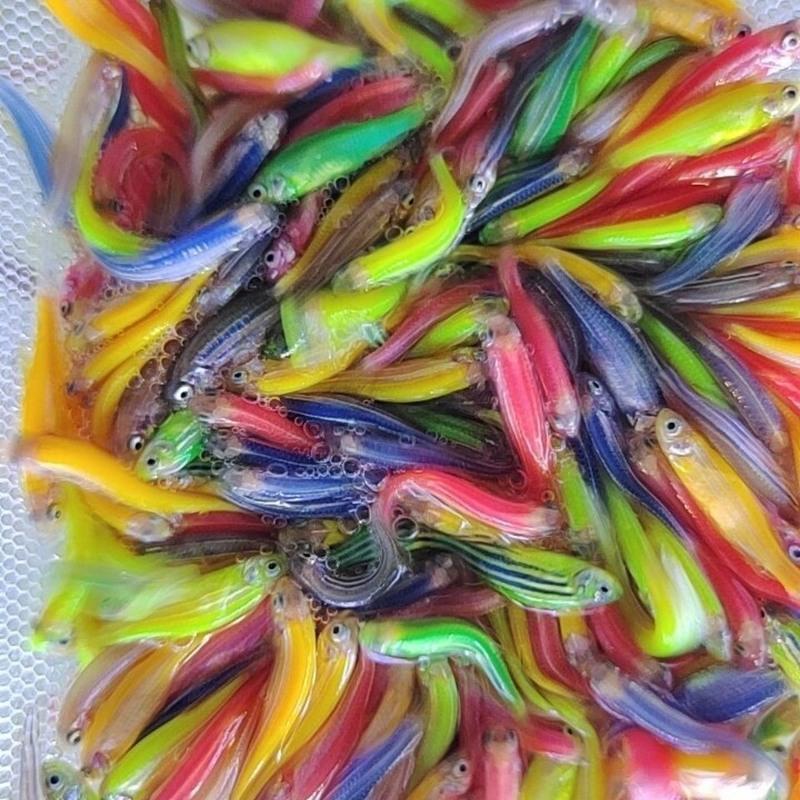 糖果斑马鱼观赏鱼热带鱼小型鱼水族活体非常好养耐活观赏鱼糖果152