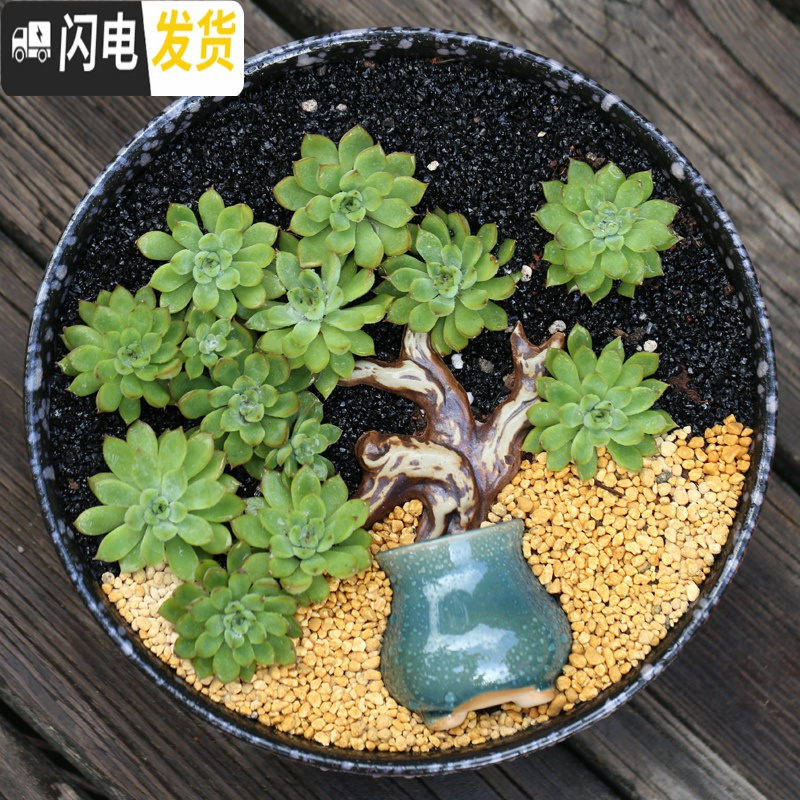 三维工匠大口径多肉花盆陶瓷透气肉肉绿植拼盘粗陶特大号 2个紫砂盆 中等花盆容器