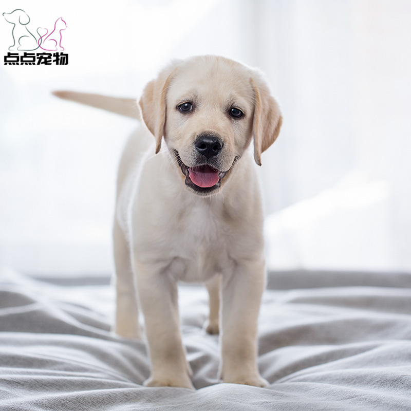 [点点宠物]宠物狗狗拉布拉多犬幼犬 纯种血统级短毛拉布拉多导盲犬 赛级大骨架高智商拉布 家养宠物狗 可视频挑选 包健康高清大图