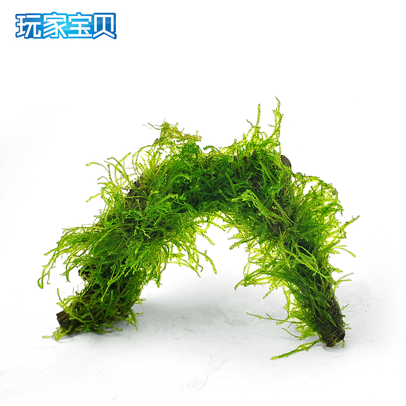 水木头沉木水榕莫丝树成品热带鱼缸鱼缸造景装饰沉木莫斯免CO2高清大图