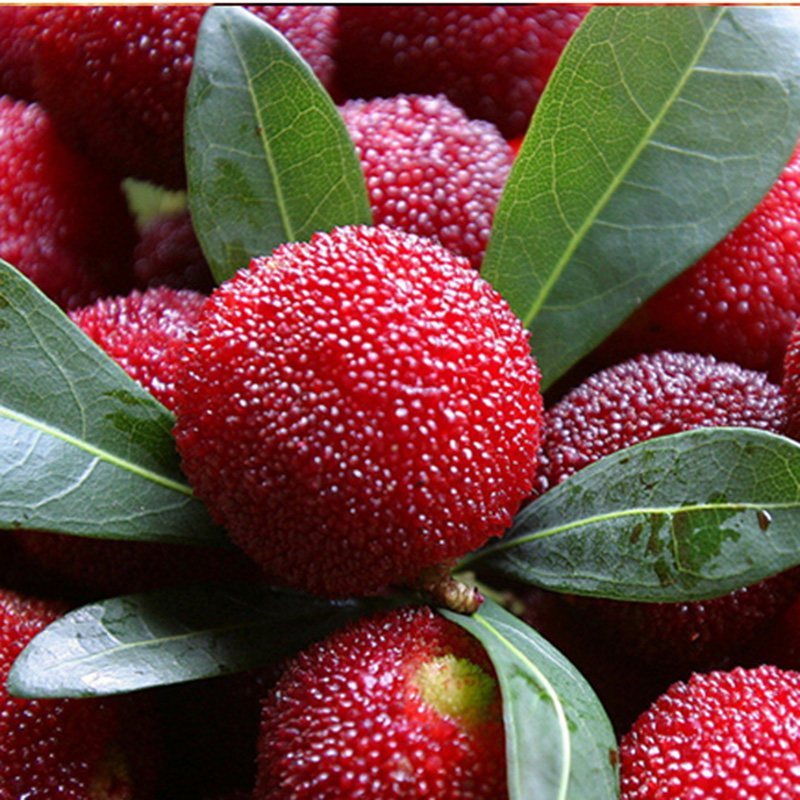 空运西沛生鲜浮宫早杨梅软丝杨梅60粒装新鲜水果酸甜可口西沛