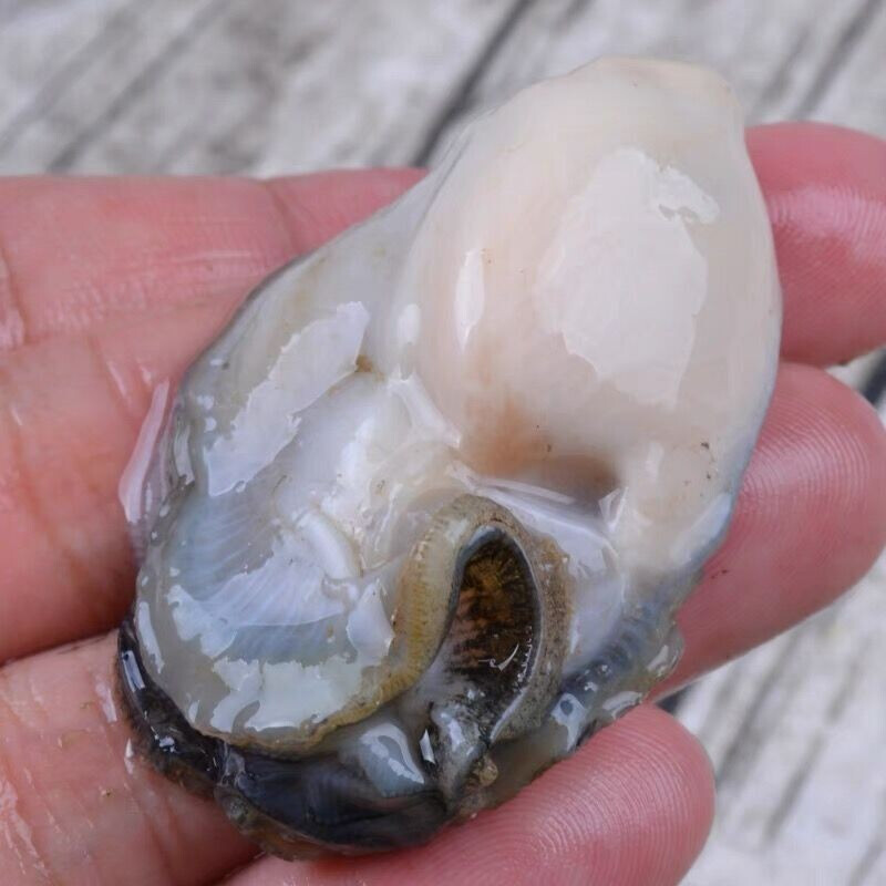 沈志雄东山岛澳角村海鲜生蚝纯肉鲜甜当天现剥生蚝肉海蛎肉牡蛎肉4斤小生蚝肉高清大图
