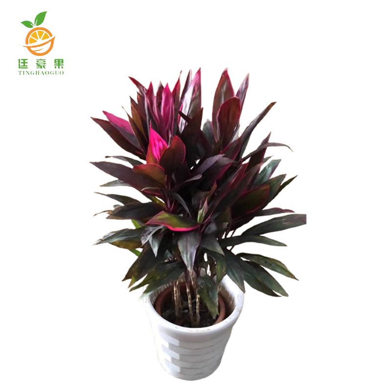 廷豪果 红铁花盆栽 70cm图片