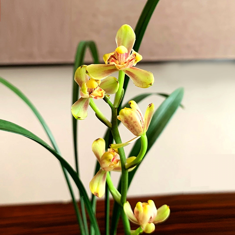 弹痕老种四季兰花苗兰草建兰红一品盆栽花卉植物室内盆景摆件